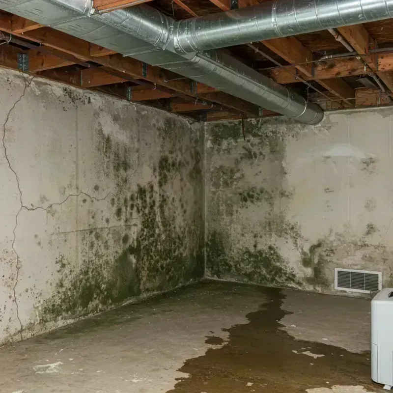 Professional Mold Removal in Haverhill, MA